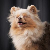 Vente spitz/pomeranian lilac merle and tan #1