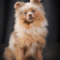 Vente spitz/pomeranian lilac merle and tan #2