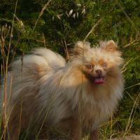 Vente spitz/pomeranian lilac merle and tan