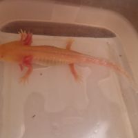 Bébés axolotl #2