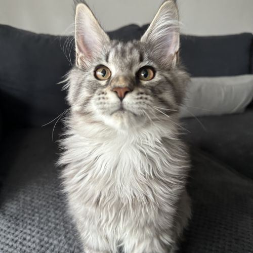 Maine coon loof
