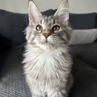 Maine coon loof