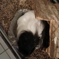 Femelle cochon d'inde a donner #0