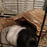 Femelle cochon d'inde a donner #2