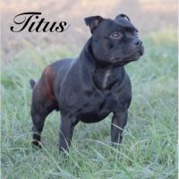 Magnifiques chiot staffie
