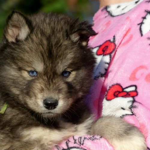Chiots husky sibérien #1