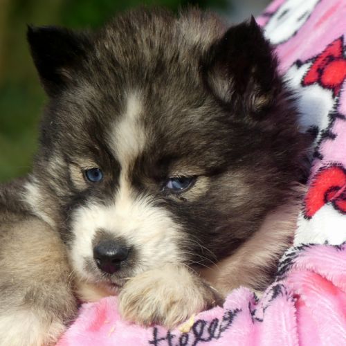 Chiots husky sibérien #2