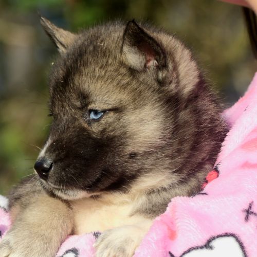 Chiots husky sibérien