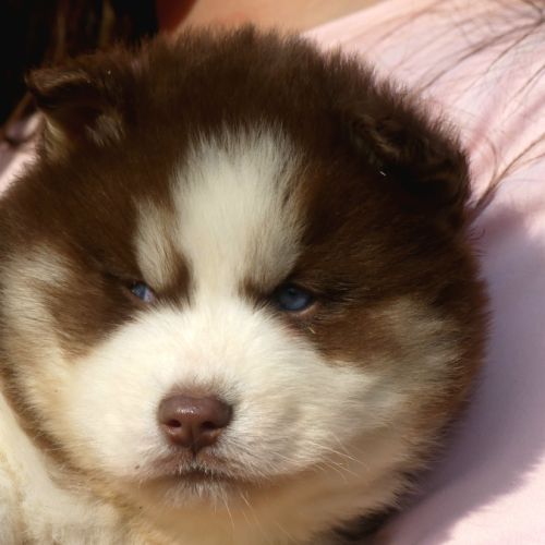 Chiots husky sibérien