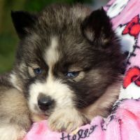 Chiots husky sibérien #2