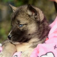 Chiots husky sibérien #0