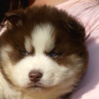 Chiots husky sibérien