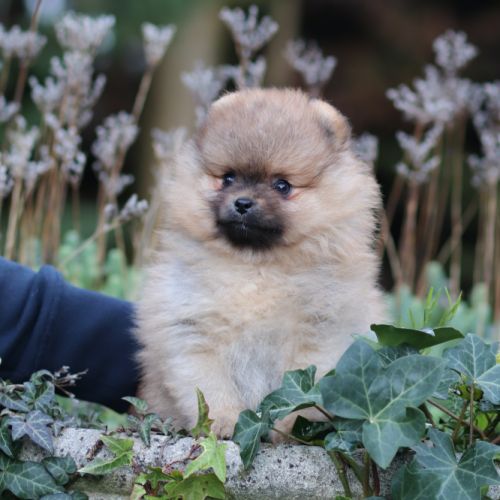 Spitz nain - pomeranian lof #0