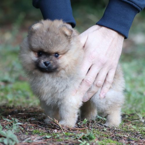 Spitz nain - pomeranian lof #3