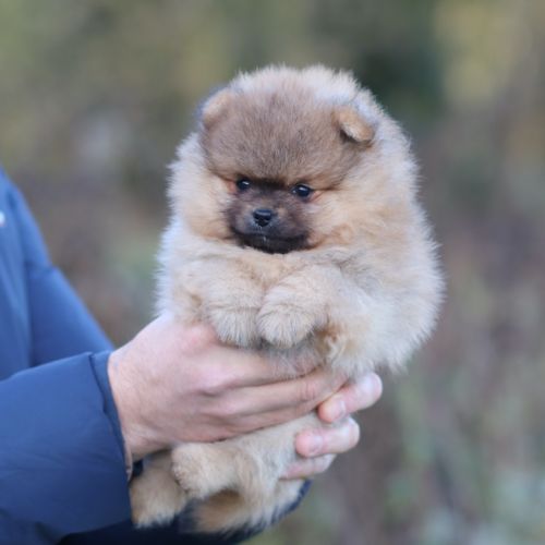 Spitz nain - pomeranian lof #5