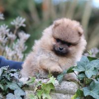 Spitz nain - pomeranian lof #2