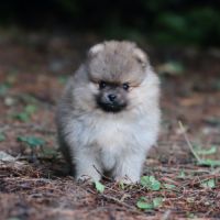 Spitz nain - pomeranian lof #4