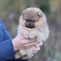 Spitz nain - pomeranian lof #5