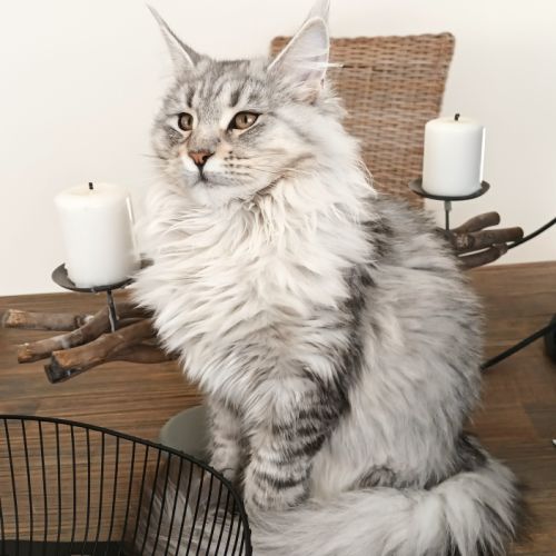 Magnifiques chatonnes maine coon #1