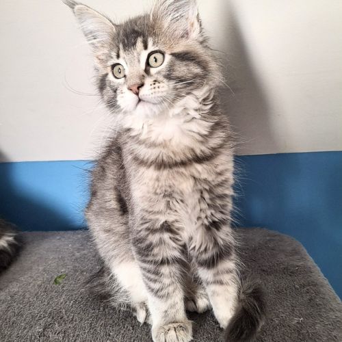 Magnifiques chatonnes maine coon #2