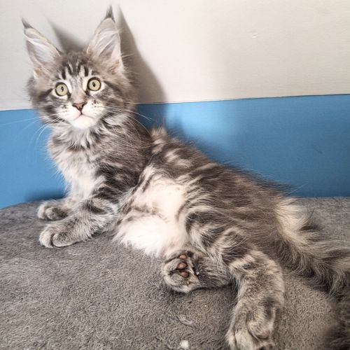 Magnifiques chatonnes maine coon #3