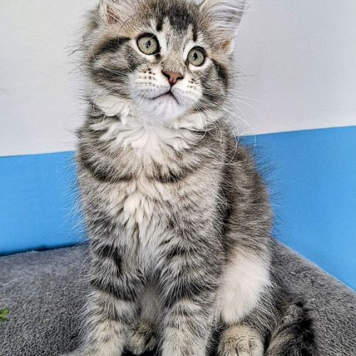 Magnifiques chatonnes maine coon #5