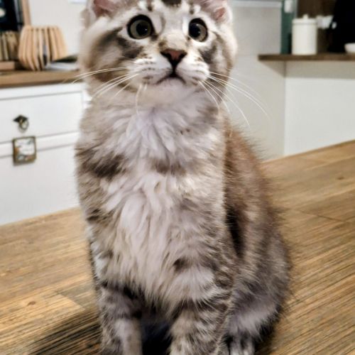 Magnifiques chatonnes maine coon #7