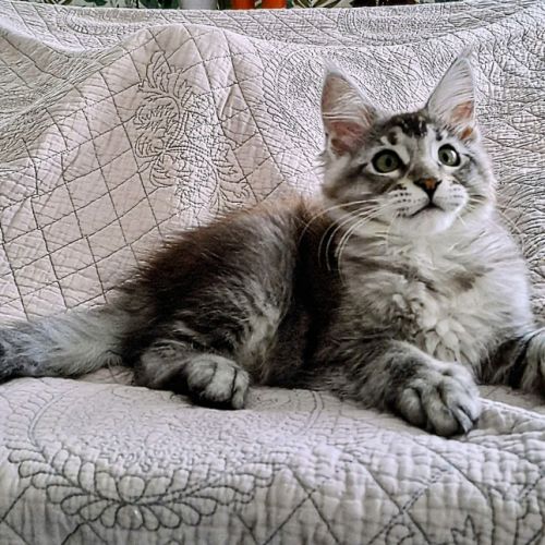 Magnifiques chatonnes maine coon #9