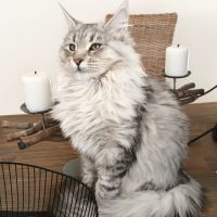 Magnifiques chatonnes maine coon #1