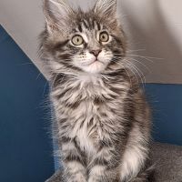Magnifiques chatonnes maine coon #4