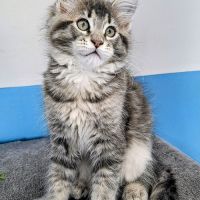 Magnifiques chatonnes maine coon #5