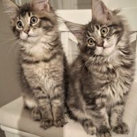 Magnifiques chatonnes maine coon #6