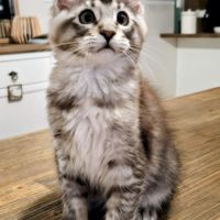 Magnifiques chatonnes maine coon #7