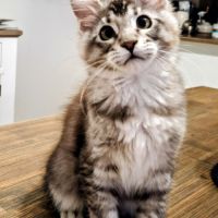 Magnifiques chatonnes maine coon #0