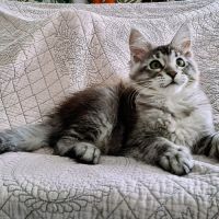 Magnifiques chatonnes maine coon #9