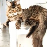 Magnifiques chatonnes maine coon #10