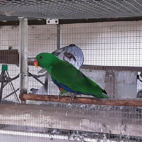 Eclectus mâle #0