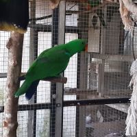 Eclectus mâle #1