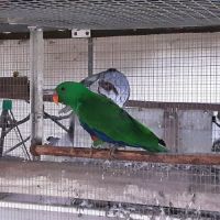 Eclectus mâle