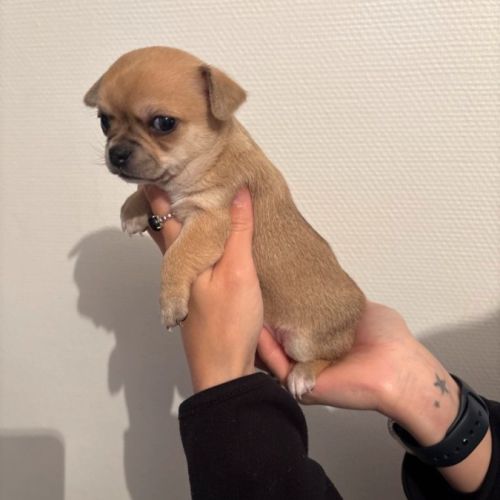 Chiots chihuahua