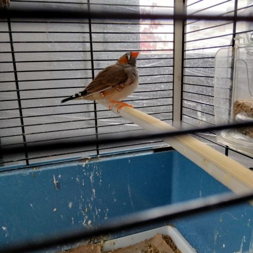 Diamant mandarin a vendre #0