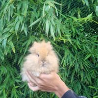 Lapin nain angora toys