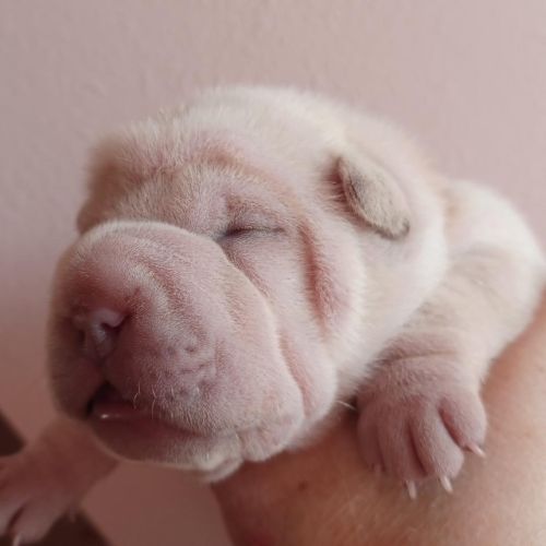 Magnifique chiot  bleu, crème, platinium et lilac #0