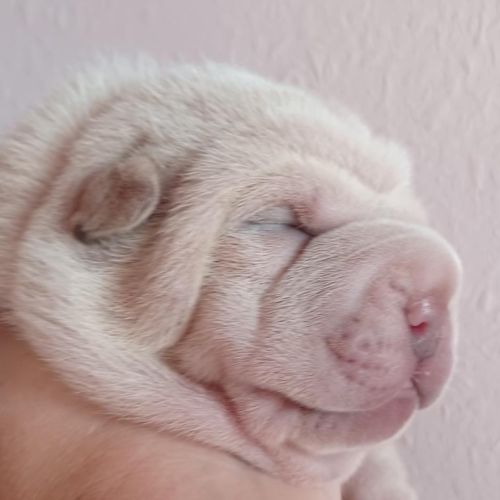 Magnifique chiot  bleu, crème, platinium et lilac #2