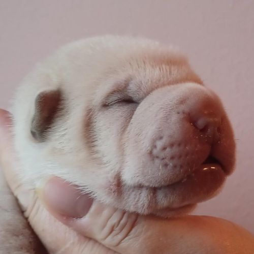 Magnifique chiot  bleu, crème, platinium et lilac #6