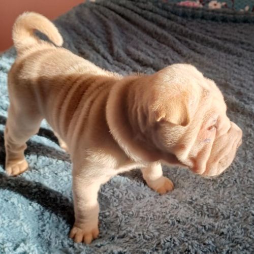 Magnifique chiot  bleu, crème, platinium et lilac #2