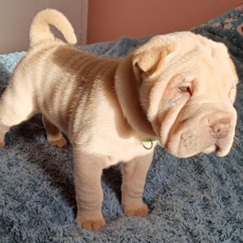 Magnifique chiot  bleu, crème, platinium et lilac #3