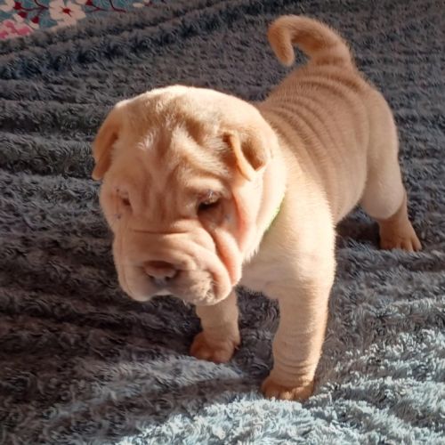 Magnifique chiot  bleu, crème, platinium et lilac #4