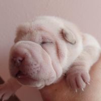 Magnifique chiot  bleu, crème, platinium et lilac