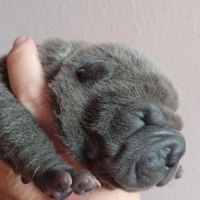 Magnifique chiot  bleu, crème, platinium et lilac #3